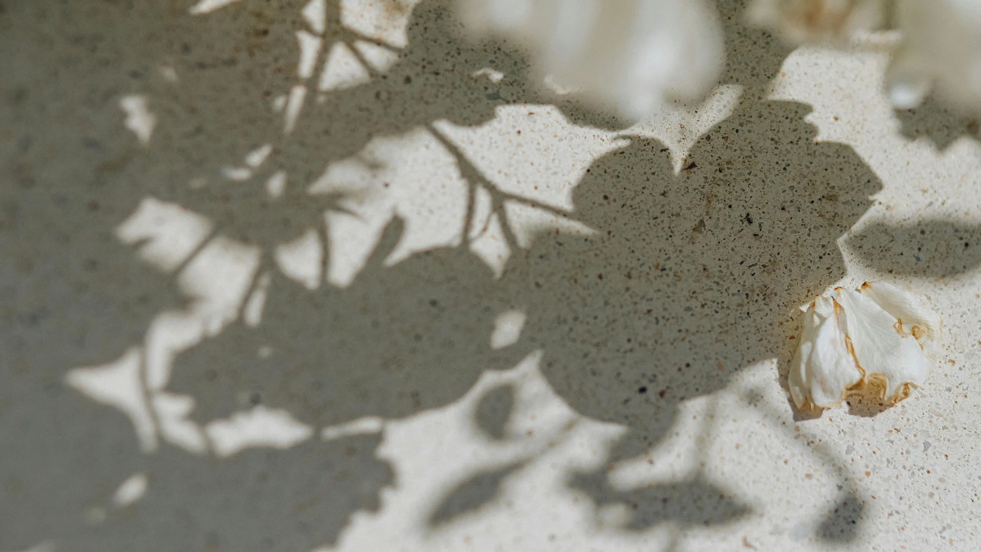 Hereinspaziert in Vronis Lodge!